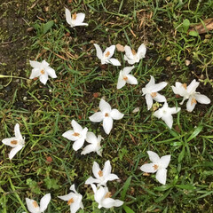 庭に咲く花々/花のある暮らし/お花大好き 庭のエゴノキの白い花が満開
足元にも落ち…(2枚目)