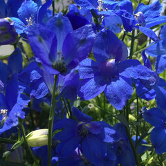 季節の花/お花大好き/花のある暮らし/庭に咲く花/新緑の季節 庭に咲くデルフィニウム
爽やかな青色がい…(1枚目)