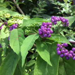 小紫/名前訂正/お花大好き/庭に咲く花 庭に咲くのは小紫(こむらさき)
山野に咲…(1枚目)
