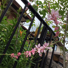 ご近所/花のある暮らし/お花大好き/庭に咲く花々 ご近所の庭に咲く
ガウラ　濃いピンクが
…(1枚目)