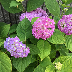 季節の花/お花大好き/花のある暮らし/新緑の季節/花散歩 ご近所さんの紫陽花たち(2枚目)