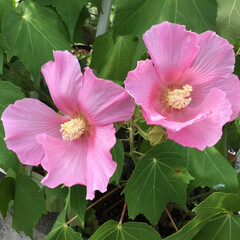 芙蓉/ご近所さん/庭に咲く花/お花大好き ご近所の芙蓉
ピンクは可愛いです💕(1枚目)