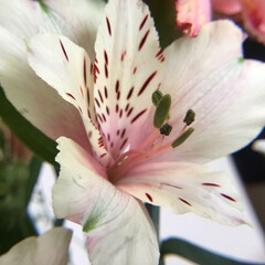 切り花/花のある暮らし/お花大好き 切り花　アストロメリア
ほんのりピンクで…(1枚目)