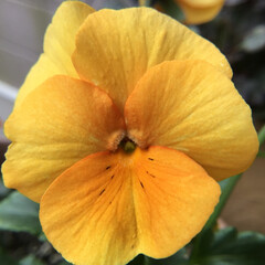春めく/お花大好き/季節の花/花のある暮らし 庭のビオラ
この時期嬉しいお花です(2枚目)