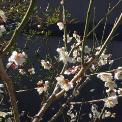 植物観察/春の花たち/花のある暮らし/庭の花 庭の梅の花が満開です🤩
梅の実はまだまだ😓(1枚目)