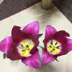 庭に咲く花/花のある暮らし 赤紫のチューリップ🌷
二つ並んで笑顔満開🤗(1枚目)