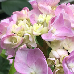 マイガーデン/庭に咲く花/花のある暮らし/季節の花/お花大好き 庭に咲く紫陽花
ピンクも色づきはじめまし…(1枚目)