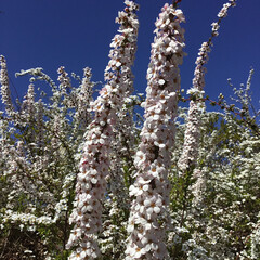 春さがし/花さがし/公園/おでかけ 近くの公園に
ピンクユキヤナギ
新しい植…(1枚目)