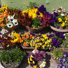 ご近所さん/花のある暮らし/お花大好き ご近所さんの寄せ植え
色とりどり綺麗です(1枚目)