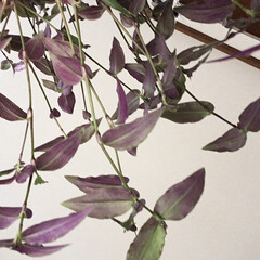 お花大好き/花のある暮らし ブライダルベール
葉の裏は紫です(1枚目)