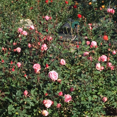 おでかけ/EXPO70/万博記念公園/平和のバラ園 薔薇園　
可愛いオレンジの薔薇(2枚目)