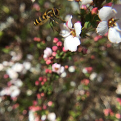 花のある暮らし/季節の花/お花大好き/ご近所さん ご近所の散歩道に咲く
ピンクのゆきやなぎ…(3枚目)