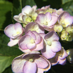 紫陽花/庭に咲く花/お花大好き 庭の紫陽花
まだ咲いています(1枚目)