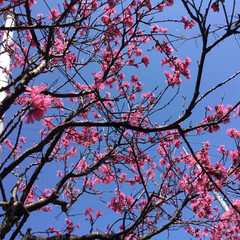 庭に咲く花/花のある暮らし 青空に菊桃が
映えて満開です💕(1枚目)