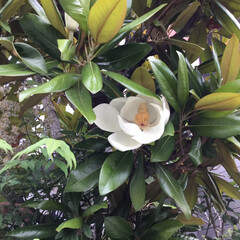 ご近所さん/季節の花/花のある暮らし/お花大好き/庭に咲く花々 ご近所のタイサンボクが
咲いていました
…(1枚目)