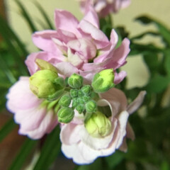 花のある暮らし/お花大好き/切り花 切り花　スプレーストック
ほんのり春の香り(1枚目)