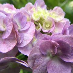 マイガーデン/庭に咲く花/花のある暮らし/季節の花/お花大好き 庭に咲く紫陽花
額の中の花も
咲いてます(3枚目)