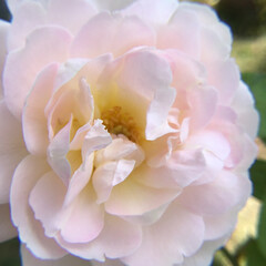 夏バラ/お花大好き/庭に咲く花 庭の薔薇🌹
暑くても咲きました(1枚目)