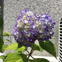 おでかけ/花のある暮らし ご近所さんの紫陽花(2枚目)