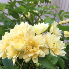 庭に咲く花々/花のある暮らし/お花大好き 庭のモッコウバラ

黄色は可愛いです(1枚目)