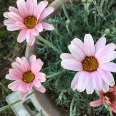 花のある暮らし/春の花/庭に咲く花 ローゼンセマム
ピンクが春らしい🌸🌸(1枚目)