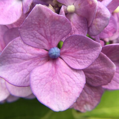 マイガーデン/庭に咲く花/花のある暮らし/季節の花/お花大好き 庭に咲く紫陽花
額の中の花も
咲いてます(2枚目)