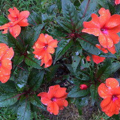 花のある暮らし/庭に咲く花/お花大好き 庭のニューギニアインパチェンス
雨の中綺…(1枚目)