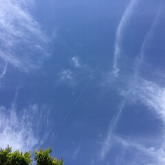 晴天 久しぶりの気持ちいい青空
薄く飛行機雲も…(1枚目)