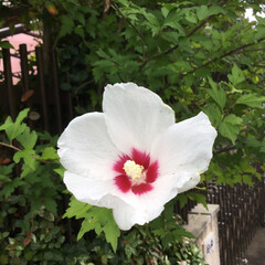 ご近所さん/庭に咲く花/お花大好き ご近所のムクゲ
おしとやかですね(1枚目)