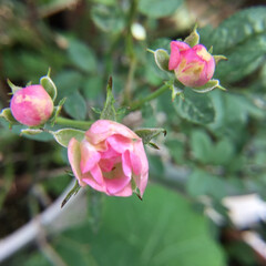 庭に咲く花/お花大好き 庭のミニ薔薇(1枚目)