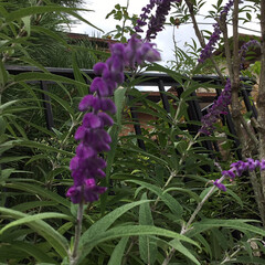 ご近所さん/庭の花/お花大好き ご近所に咲く
セージの花
紫色が綺麗です(1枚目)