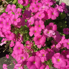 ご近所さん/お花大好き/花のある暮らし/庭に咲く花 ご近所さんの庭に咲く
オキザリス　ピンク…(1枚目)