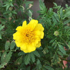 ご近所さん/花のある暮らし/お花大好き/庭に咲く花/季節の花 ご近所さんの
マリーゴールド
黄色とオレ…(1枚目)