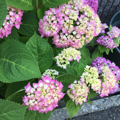 季節の花/お花大好き/花のある暮らし/新緑の季節/花散歩 ご近所さんの紫陽花たち(1枚目)