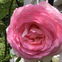 薔薇/庭の花たち/花のある暮らし ピエールロンサール
巻き巻きで綺麗です(1枚目)