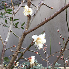 植物観察/春の花たち/庭の花 庭の梅の花が咲き始めました
フンワリいい…(1枚目)