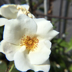 夏バラ/庭に咲く花/お花大好き 庭に白薔薇がひとつ
咲いています(1枚目)
