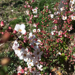 花のある暮らし/季節の花/お花大好き/ご近所さん ご近所の散歩道に咲く
ピンクのゆきやなぎ…(1枚目)