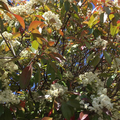 おでかけ/花のある暮らし/庭の花たち ご近所のレッドロビン
木立仕立て
たくさ…(1枚目)