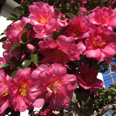 ご近所さん/お花大好き/花のある暮らし/庭に咲く花 ご近所の山茶花
綺麗に剪定されているので…(1枚目)
