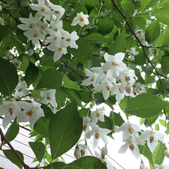 庭に咲く花々/花のある暮らし/お花大好き 庭のエゴノキの白い花が満開
足元にも落ち…(1枚目)