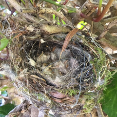 カラス 昨日庭にポトリと落とされていた
鳥の巣　…(1枚目)