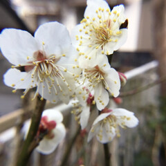 庭に咲く花/花のある暮らし/お花大好き 庭の梅　春の陽気に誘われて
梅の花が満開…(1枚目)