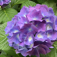 季節の花/花のある暮らし/お花大好き/庭に咲く花々 庭の紫陽花
この時期
それぞれ違う色が
…(2枚目)