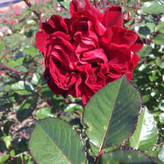 EXPO70/万博記念公園/平和のバラ園/花のある暮らし/お花大好き 平和のバラ園
マッキマキの赤薔薇🌹
豪華…(1枚目)