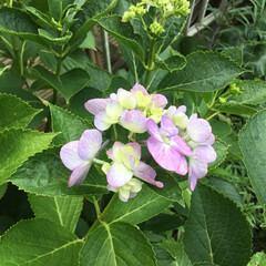 紫陽花/お花大好き/庭の花たち 庭の紫陽花
小さなピンクの紫陽花💕(1枚目)