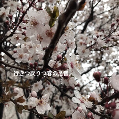 「いつも早咲桜なのですが、夜道に通るとはい…」(1枚目)