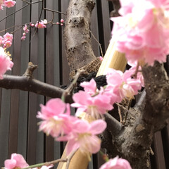 「新京極にある錦天満宮さん。
梅が綺麗です…」(6枚目)