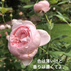 「パステルカラーの
可愛い薔薇です🌹」(1枚目)