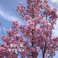 「最寄り駅の桜です。
毎日見て楽しんでます😆」(1枚目)